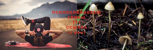стафф Алзамай