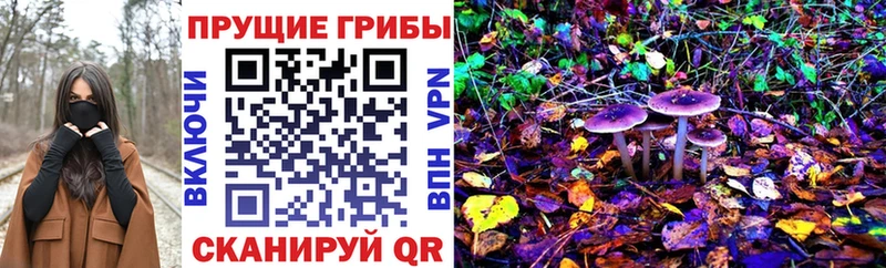 купить   Валдай  Псилоцибиновые грибы Psilocybe 